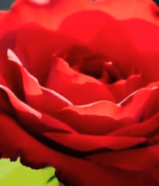 特写红色娇艳玫瑰花678#横屏 