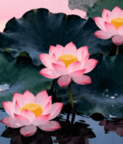 水中绽放的粉色荷花荷叶622#横屏 
