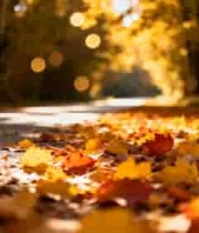  秋日林间铺满落叶的道路570#横屏 	 