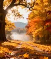  秋日森林阳光洒落落叶小径1562#横屏 	 