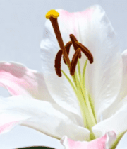 特写粉色白色相间百合花3646#横屏 