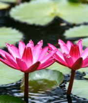 水中绽放的粉色荷花素材5127#横屏 