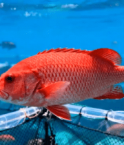 水族馆红色大鱼游动素材3271#横屏 