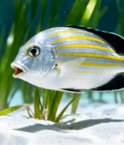 水族馆内条纹鱼特写3159#横屏 