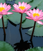 水中绽放的粉色荷花2291#横屏 