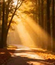  秋日森林阳光穿透树林景象2549#横屏 	 - 