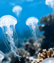 水族馆中漂浮的水母素材3491#横屏 