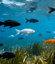 中游动的多彩鱼群素材2672#横屏 