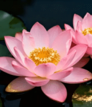 水中绽放的粉色荷花(1)5425#横屏 