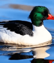 水中鸭子特写素材3995#横屏 