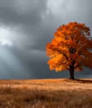  秋日旷野中的橙红树木989#横屏 	 