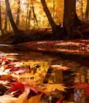  秋季森林溪流落叶自然景象2338#横屏 	 