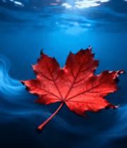 水中漂浮的红色枫叶3495#横屏 