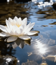 水中白莲花与石头特写2640#横屏 