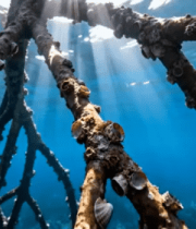 水下树根与海洋生物特写2966#横屏 