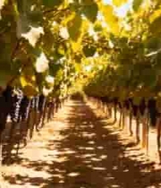  葡萄园葡萄种植场景2045#横屏 	 