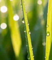  清晨带露珠的绿色草地385#横屏 	 - 