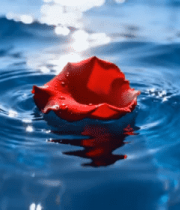 水面漂浮的红色玫瑰花瓣663#横屏 