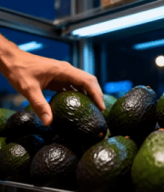 手挑选牛油果的素材76#横屏 