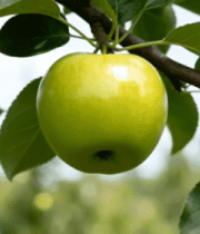 树枝上的青苹果特写4816#横屏 