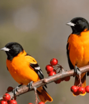 树枝上的两只小鸟2055#横屏 