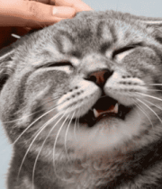 手抚摸猫咪头部画面4902#横屏 