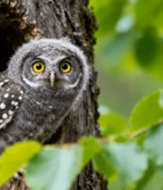 树洞中探头的猫头鹰幼崽3563#横屏 