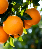 树上成熟的新鲜橙子素材1763#横屏 