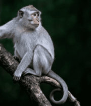 树枝上的猕猴特写973#横屏 