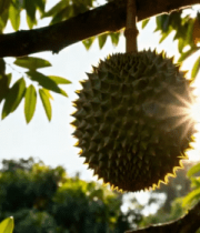 树上悬挂的榴莲4884#横屏 