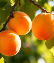 树枝上成熟的杏子果实1381#横屏 