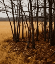 树林旁的金黄草地景观5549#横屏 