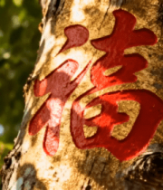 树干上的红色福字特写5499#横屏 