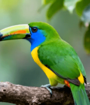 树枝上的彩色巨嘴鸟405#横屏 