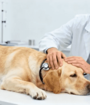 兽医为宠物狗做检查4332#横屏 