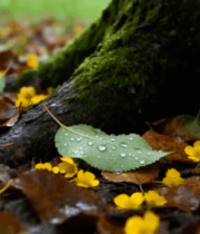 树底落叶与带水珠绿叶特写3913#横屏 