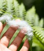 手触蕨类植物绒毛特写2844#横屏 