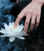 手触摸水中白色荷花637#横屏 