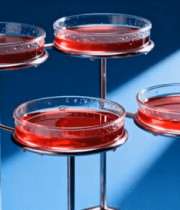实验室培养皿中的红色液体3753#横屏 