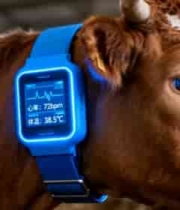  佩戴智能设备的奶牛特写1900#横屏 	 -