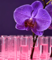 试管中紫色兰花特写484#横屏 