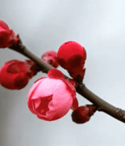 盛开的红色梅花特写4890#横屏 