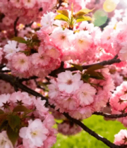 盛开的粉色樱花特写(3)3482#横屏 