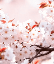 盛开的樱花花枝特写4829#横屏 