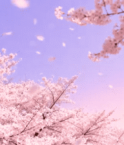 盛开樱花与飘落花瓣景象16#横屏 