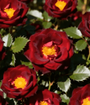 盛开的深红色玫瑰花素材4684#横屏 