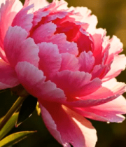 盛开的粉色花卉特写5380#横屏 