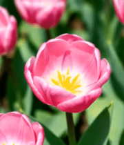 盛开的粉色郁金香素材4329#横屏 