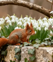 石墙边的松鼠与白色花草4534#横屏 