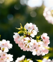 盛开的粉色樱花特写(2)3121#横屏 